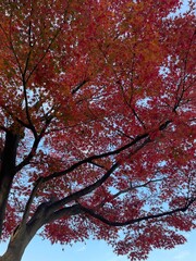 red maple tree