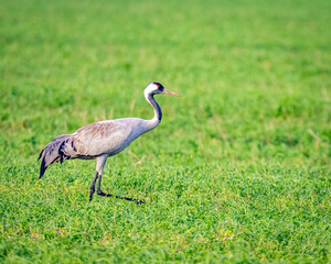 Fototapeta premium Common crane