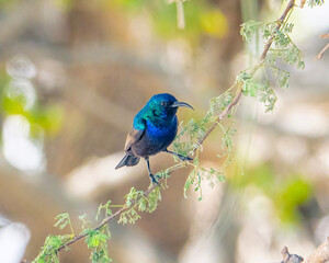 Palestine sunbird