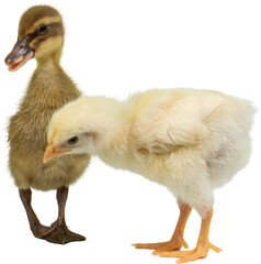 Baby Chicken and Duckling PNG for Design Projects