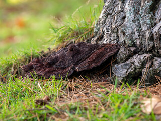 Laquered Bracket Fungi on a Tree