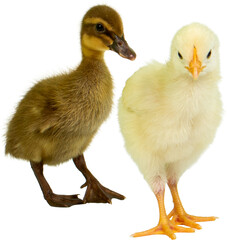 Baby Chicken and Duckling PNG for Design Projects