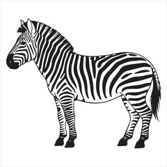 zebra vector illustration