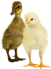 Baby Chicken and Duckling PNG for Design Projects