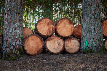 Cut logs are grouped and stacked inside a forest as part of a sustainable timber industry. The scene represents responsible forestry practices and environmental awareness in natural resource use.