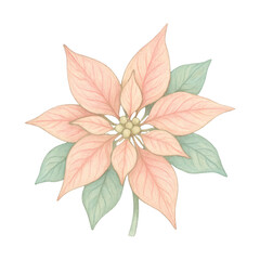 Fototapeta premium PNG Delicate pastel poinsettia illustration