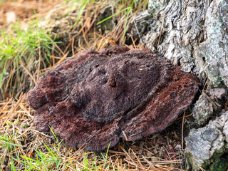 Laquered Bracket Fungi on a Tree