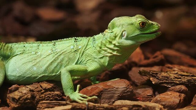 Plumed basilisk lizard, also known as a jesus christ lizard, is basking on wood chips, showcasing its vibrant green skin and unique features