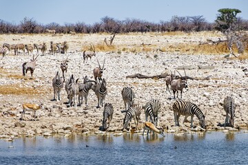 Zebras in Okaukuejo