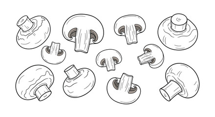 Fototapeta premium A hand-drawn illustration depicting various views of button mushrooms, including whole specimens and cross-sections, showcasing their gills and stems.