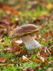 Cep or Penny Bun Mushroom Fungi