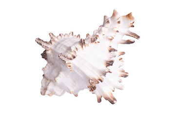 Light seashell isolated on transparent background.