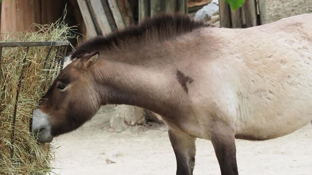 Przewalski's horse feeding from a hay rack, representing wildlife conservation