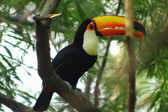 Toco toucan perched on tree branch in tropical rainforest