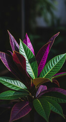 Vibrant tropical plant with striking green and deep purple leaves bathed in soft, dramatic light, perfect for nature themes.
