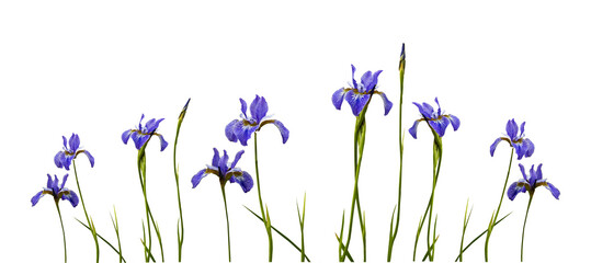 blooming iris flower on a white background. set, collection. different degrees of bud opening. Stages of growth banner