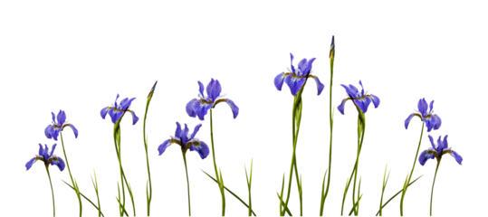 blooming iris flower on a white background. set, collection. different degrees of bud opening. Stages of growth banner