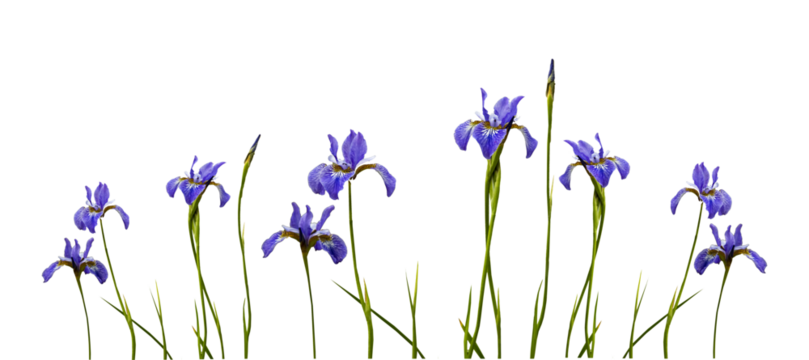 blooming iris flower on a white background. set, collection. different degrees of bud opening. Stages of growth banner