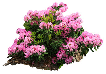 ,isolated flowering bush of pink rhododendron in the garden. A big red rhododendron tree blooming in the sprint