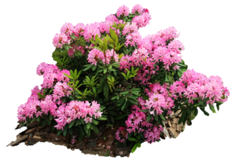 ,isolated flowering bush of pink rhododendron in the garden. A big red rhododendron tree blooming in the sprint