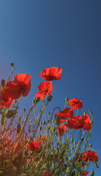 poppy flowers Anzac background. Poppy, Remembrance memorial Day poster. banner. copy space VERTICAL FRAME