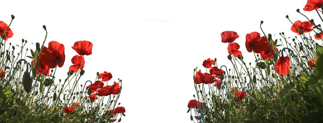 isolated poppy flowers Anzac background. Poppy, Remembrance memorial Day poster. banner. copy space
