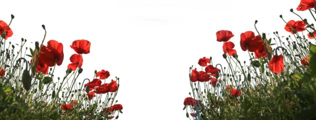 isolated poppy flowers Anzac background. Poppy, Remembrance memorial Day poster. banner. copy space