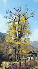 Natural Monument 1,100 year old gingko tree in Yongmunsa temple, Yangpyeong, South Korea. 