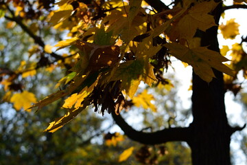 a park in autumn in Italy