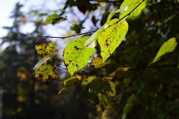 a park in autumn in Italy