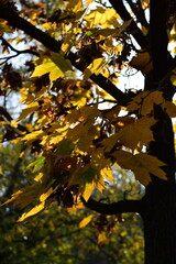 a park in autumn in Italy
