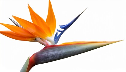 Strelitzia Reginae Flower Isolated On Transparent Background Also Known As Bird Of Paradise