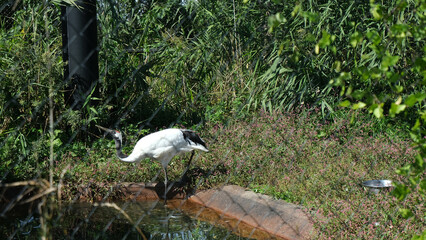 the red-crowned crane or Grus japonensis, also called the Manchurian crane or Japanese crane, is a large East Asian crane among the rarest cranes in the world. red crown crane is drinking water
