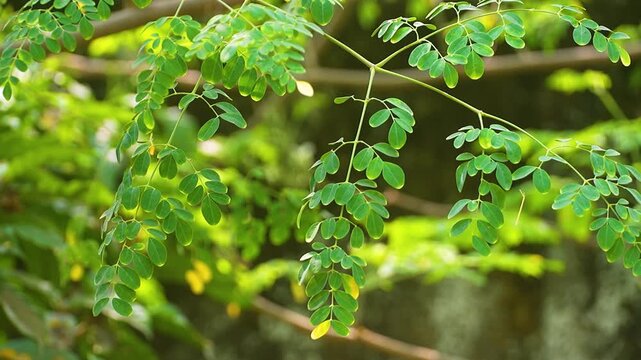 Close-up video of moringa (Moringa oleifera) leaves from tip to branch, showing detailed texture and structure. Known for its health benefits and medicinal properties. 