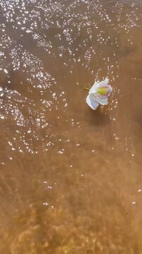 A woman throws a flower into the river as an offering to the water spirit