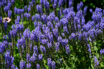 Fototapeta premium Purple flowers bloom in the meadow in spring. Salvia nemorosa