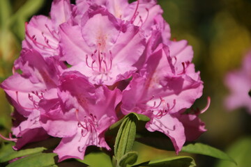 Blume in voller Pracht