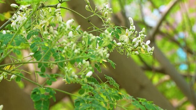 Close-up video of moringa (Moringa oleifera) leaves from tip to branch, showing detailed texture and structure. Known for its health benefits and medicinal properties. 