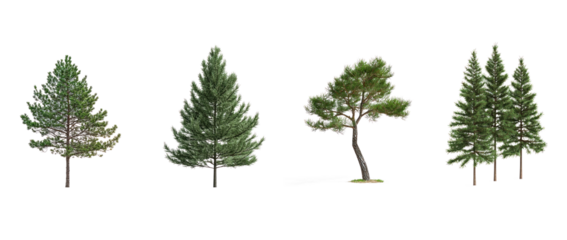 Collection of Pine isolate on transparent background