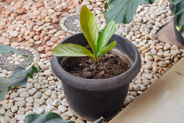 Potted plants in front of the terrace of the house