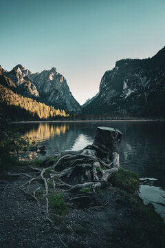 View of jagged peaks reflected in the still waters beyond gnarled roots and a weathered tree stump on the shore, Auronzo di Cadore, Province of Belluno, Italy.
