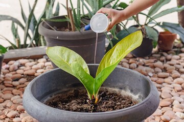 A little girl watering a plant in the front yard of the house