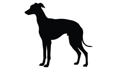 Elegant black silhouette of a greyhound dog