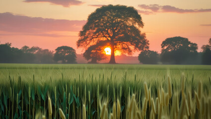 Summer sunrise over a rural wheat field landscape with fog and clouds