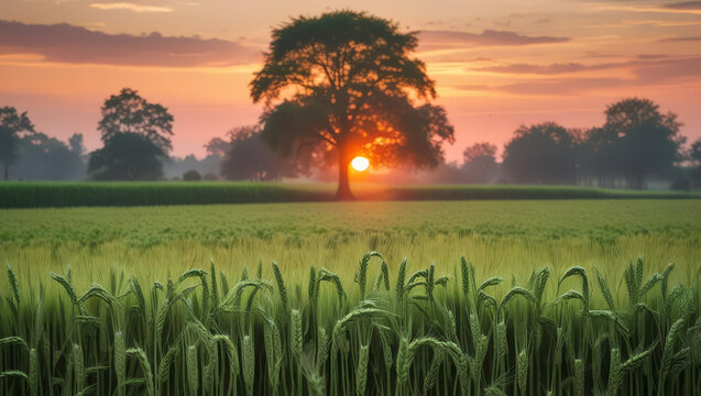 Beautiful sunset over the rural field with green grass and blue sky and clouds in the summer landscape