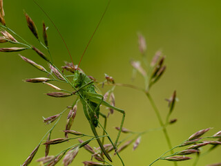 Macro close-up of a green bush-cricket sitting among grass flower heads in a natural meadow setting.