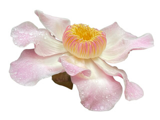 pink orchid isolated on white, Gustavia augusta, Gustavia, Gutzlaffia, LECYTHIDACEAE, Pink, green, flower, leaf, stop water, flower bloom, png