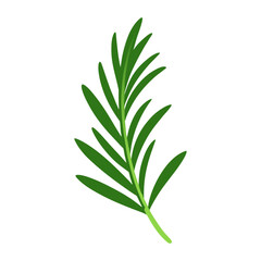 Fresh green aromatic rosemary sprig vector illustration for healthy cooking