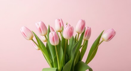Fototapeta premium A bouquet of delicate pink tulips against a soft pastel pink background, perfect for spring and floral themes