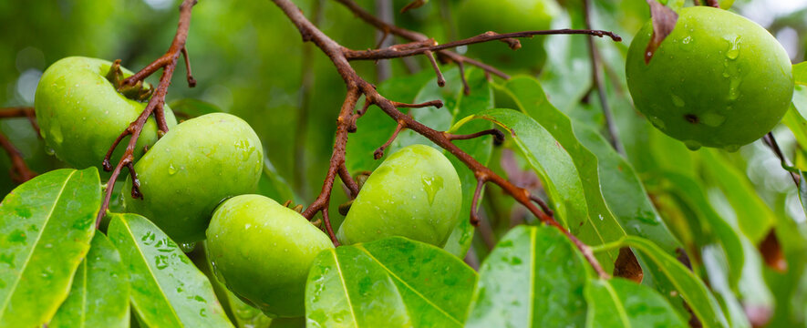 Green fruits of diospyros decandra